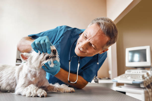 Best Broken or Chipped Tooth Repair in Manorhaven, NY